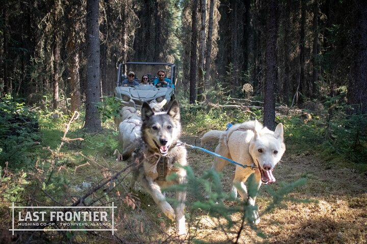Fairbanks Sled Dog Mushing Cart Ride & Kennel Tour - Photo 1 of 11